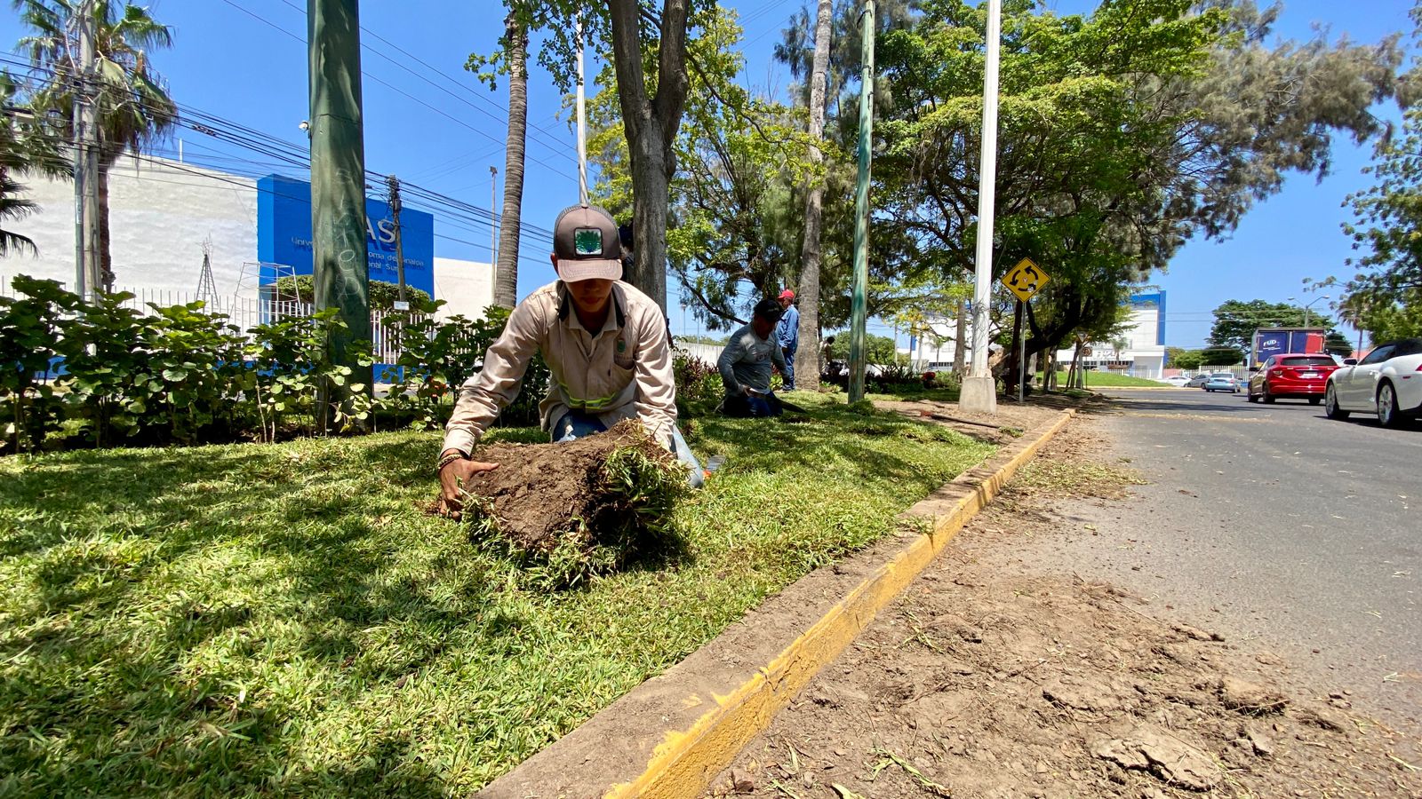Inicia colocación de pasto en camellones de avenidas principales de la ciudad.