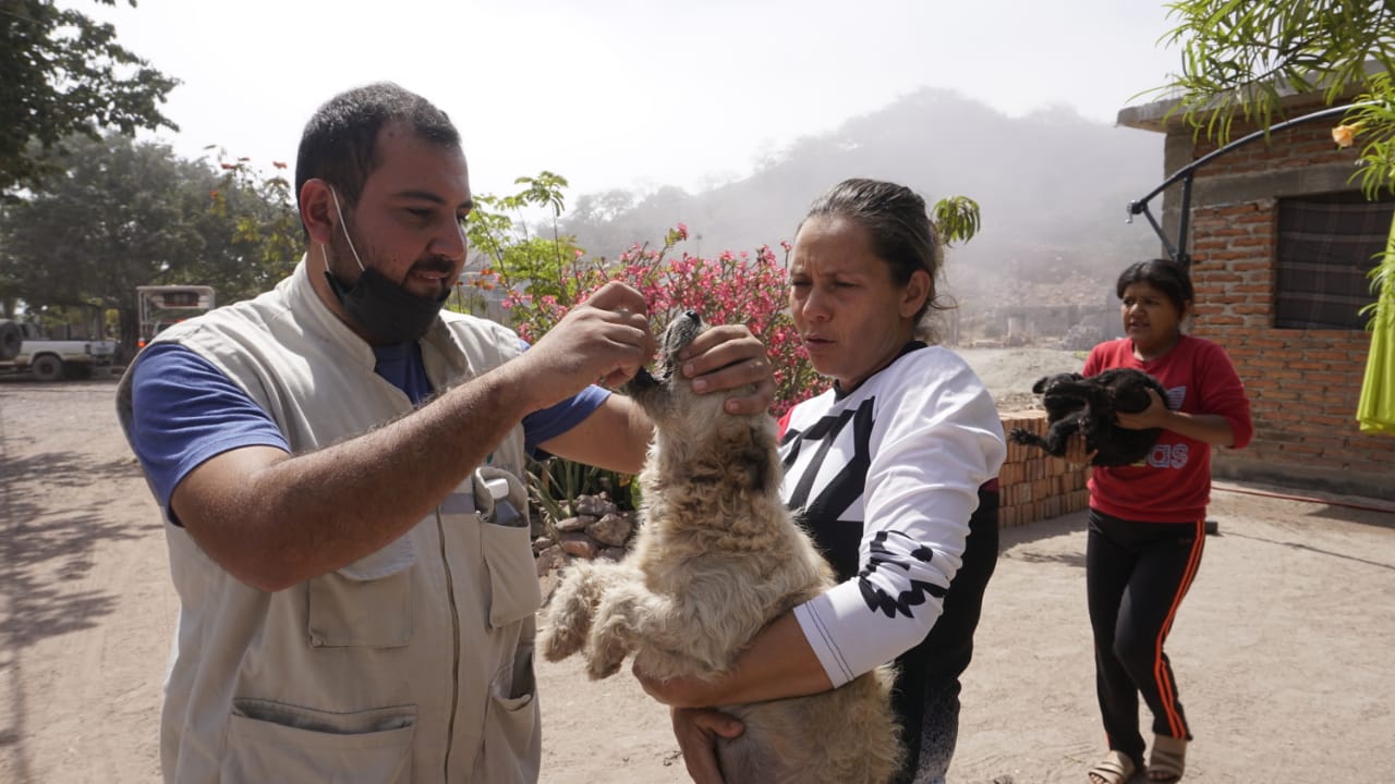 Atiende Ecología denuncia de envenenamiento de perros en la Isla de la Piedra.